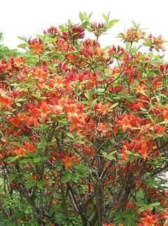 Rhododendron japonicum Japanese azalea