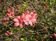 Rhododendron kaempferi 