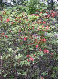 Rhododendron kaempferi 