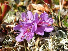 Rhododendron lapponicum Lapland Rosebay