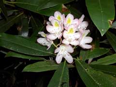 Rhododendron maximum Rosebay Rhododendron, Great laurel