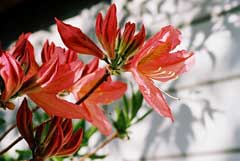 Rhododendron molle Chinese Azalea