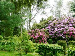 Rhododendron ponticum Rhododendron