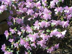 Rhododendron x praecox 