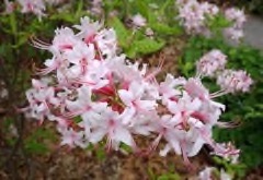 Rhododendron periclymenoides Pink azalea, Pinxter flower