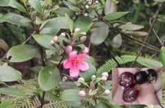 Rhodomyrtus tomentosa Ceylon Hill Gooseberry