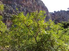 Rhus coriaria Elm-Leaved Sumach, Sicilian sumac