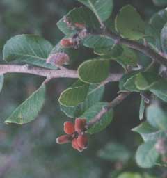 Rhus integrifolia Lemonade Berry, Lemonade sumac