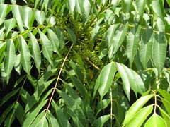 Toxicodendron succedaneum Wax Tree