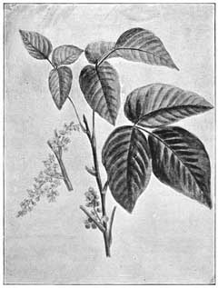 Rhus toxicodendron Eastern Poison Oak