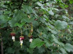 Ribes californicum Hillside Gooseberry