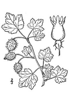 Ribes cynosbati Dogberry, Eastern prickly gooseberry