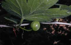 Ribes hirtellum Currant-Gooseberry, Hairystem gooseberry