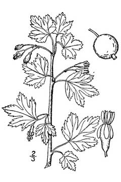 Ribes hirtellum Currant-Gooseberry, Hairystem gooseberry