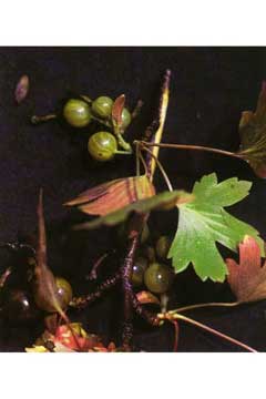 Ribes inerme Whitestem Gooseberry, Klamath gooseberry