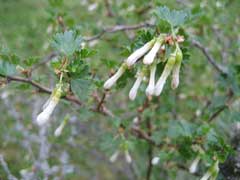 Ribes leptanthum Trumpet Gooseberry