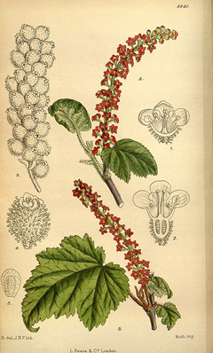 Ribes maximowiczii 