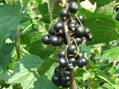 Ribes nigrum Blackcurrant, European black currant