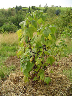 Ribes_nigrum Blackcurrant, European black currant