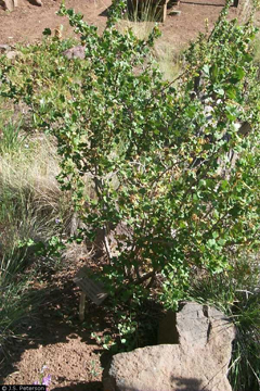 Ribes_pinetorum Orange Gooseberry