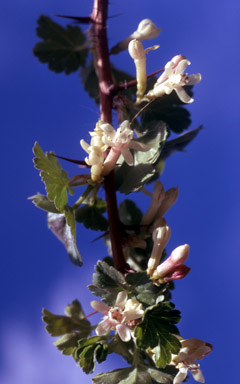 Ribes setosum Missouri Gooseberry