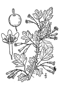 Ribes setosum Missouri Gooseberry