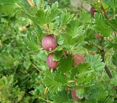 Ribes uva-crispa Gooseberry, European gooseberry
