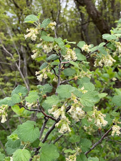Ribes mescalerium Mescalero Currant
