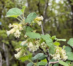 Ribes mescalerium Mescalero Currant