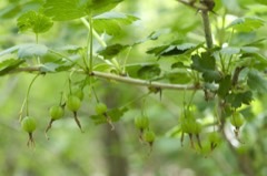 Ribes missouriense Missouri Gooseberry