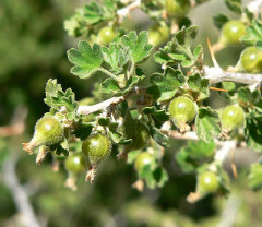 Ribes velutinum Desert Gooseberry Ribes velutinum Desert Gooseberry