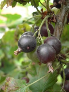 Ribes x culverwellii Jostaberry