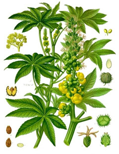Ricinus communis Castor-Oil Plant, Castorbean, Palma Christi, Wonder Tree, Castor Oil Plant