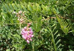 Robinia neomexicana New Mexico Locust, Rusby