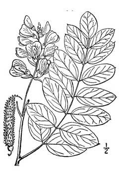 Robinia viscosa Clammy Locust, 	Hartweg