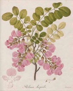 Robinia hispida Bristly locust, Rose-acacia, or Moss locust