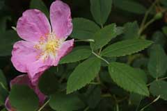 Rosa acicularis Prickly Rose