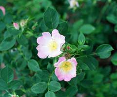 Rosa blanda Labrador Rose, Smooth rose, Hispid rose