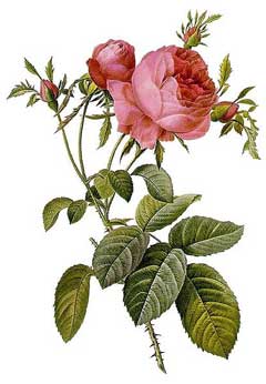 Rosa centifolia Provence Rose, Cabbage rose