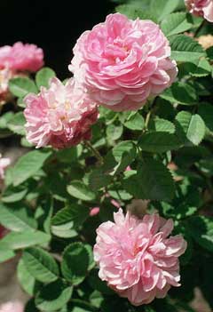 Rosa centifolia Provence Rose, Cabbage rose