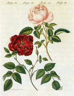 Rosa chinensis China Rose