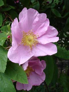 Rosa davurica Amur rose