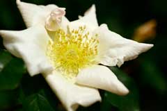 Rosa_gigantea Manipur Wild-Tea Rose