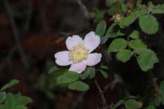 Rosa gymnocarpa Wood Rose, Dwarf rose, Gasquet rose