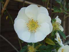 Rosa laevigata Cherokee Rose