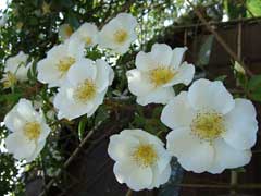 Rosa laevigata Cherokee Rose