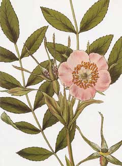 Rosa macrophylla 