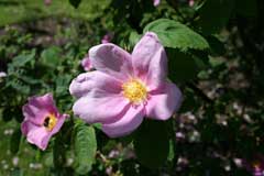 Rosa majalis Cinnamon Rose, Double cinnamon rose