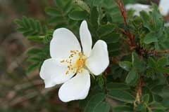 Scotch Rose (Rosa spinosissima), British Trees & Hedges