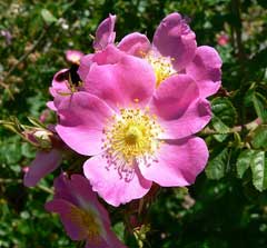 Rosa rubiginosa Sweet Briar, Sweetbriar rose
